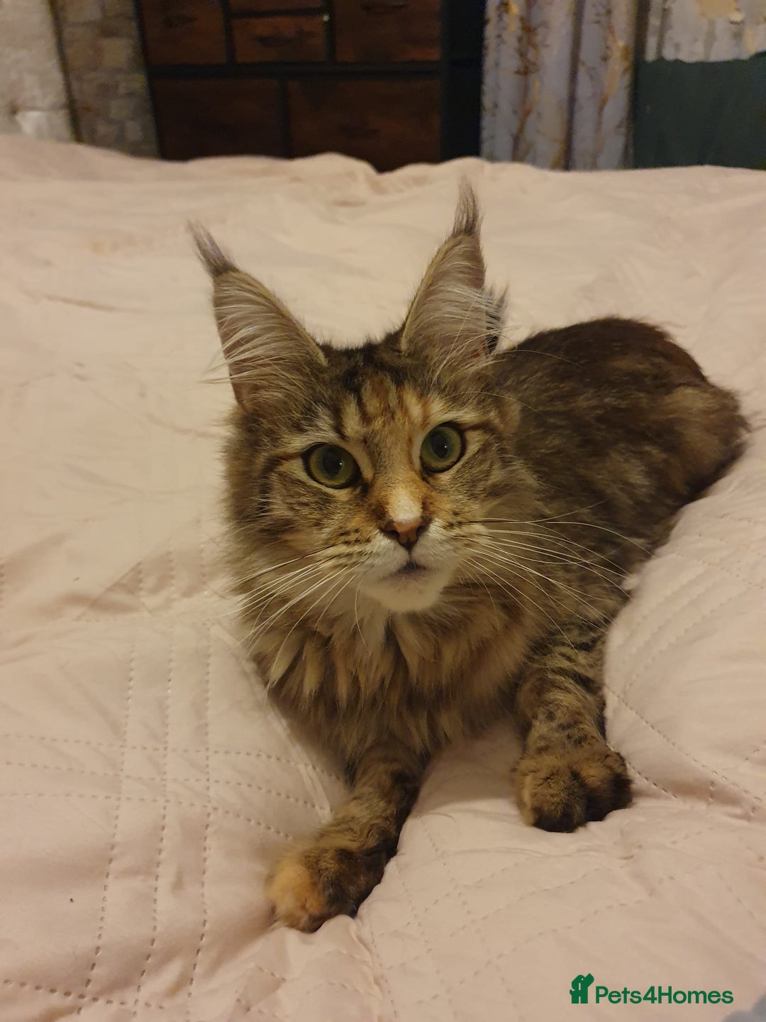 Maine Coon cats for sale: Beautiful Maine-coon girl.  - Advert 4