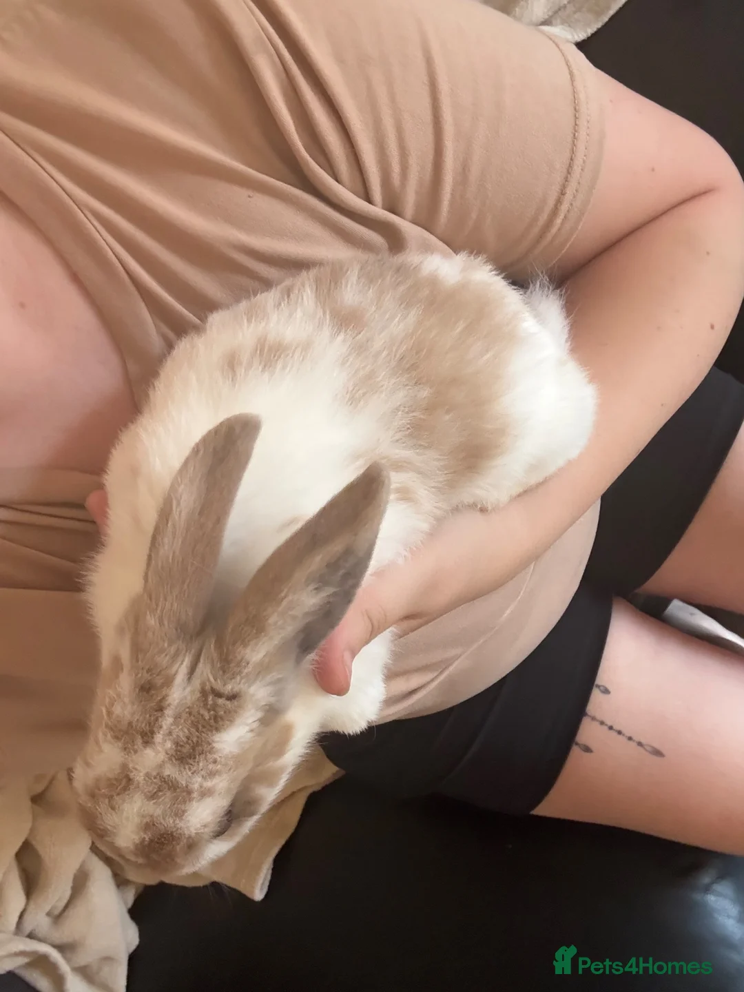 New Zealand rabbits for sale: 1 girl 1 boy left  - Advert 5