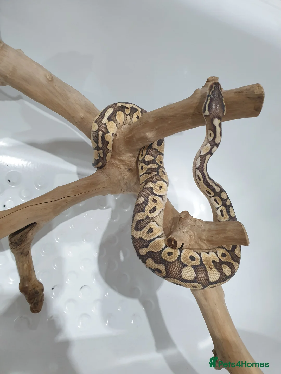 Python Snake reptiles for sale: Female python  in Sandy - Advert 2