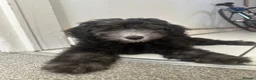 Sheepadoodle dogs for sale: Sheepadoodle  - Advert 3