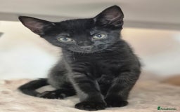 Mixed Breed cats for sale: ** ready to leave now 9 wks , 2 beautiful girls ** - Image 1