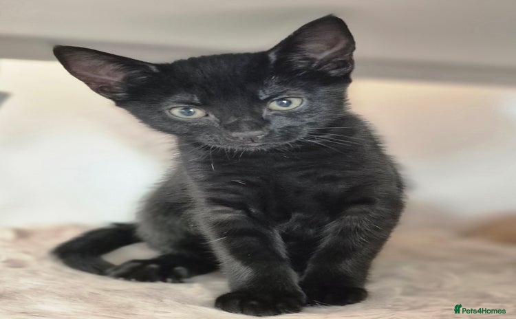 Mixed Breed cats - Advert 7