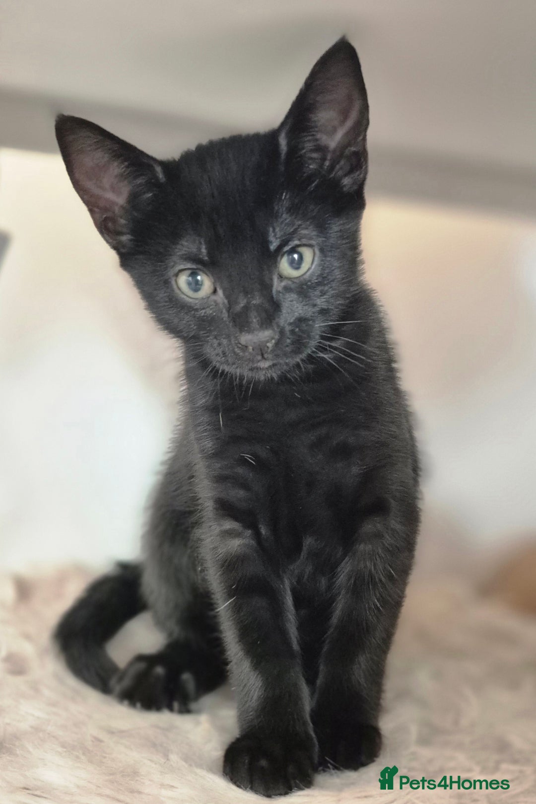 Mixed Breed cats for sale: ** ready to leave now 9 wks , 2 beautiful girls ** - Image 1