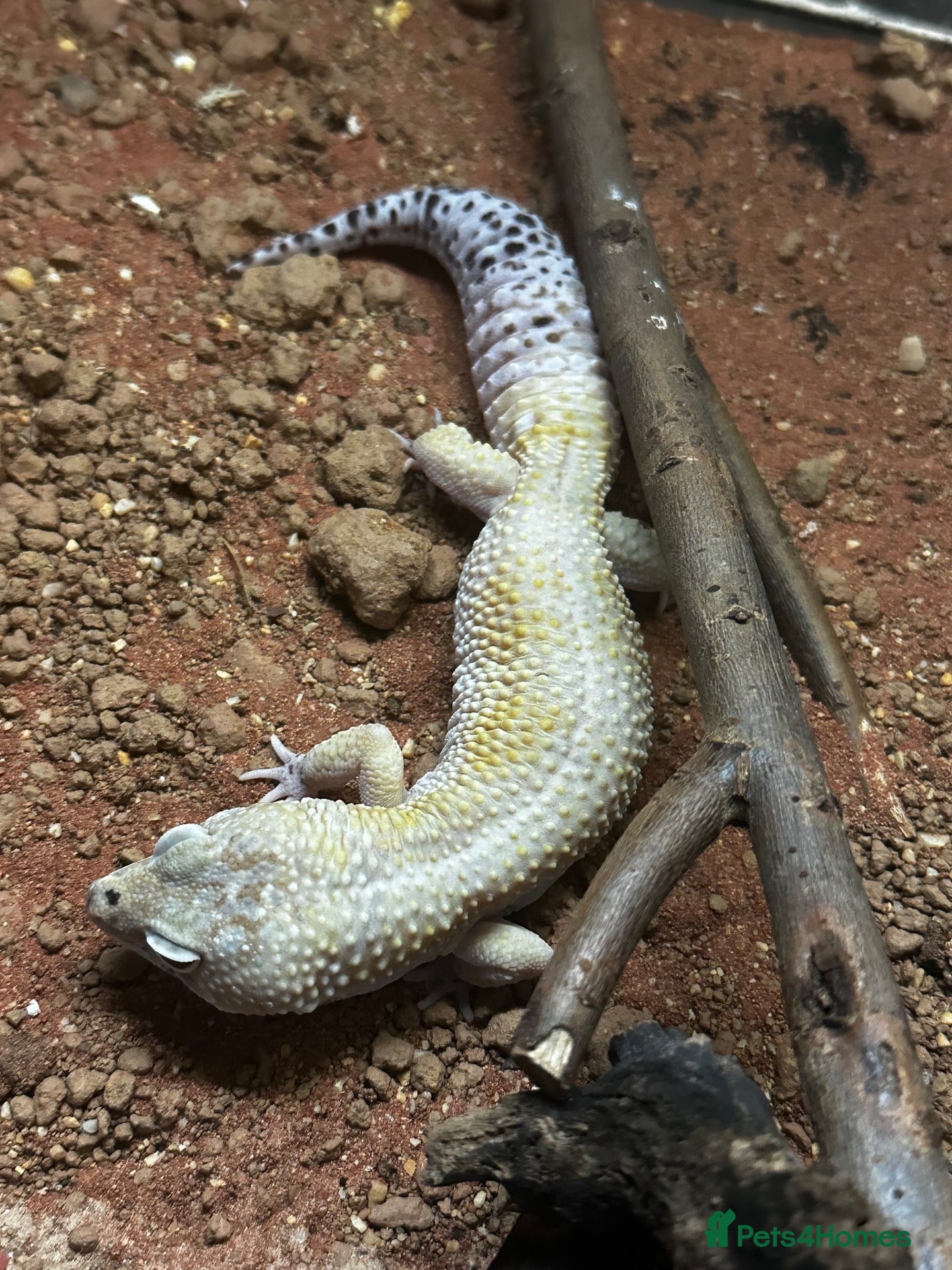 Leopard Gecko reptiles Breeding Pair of Leopard Geckos - Advert 15