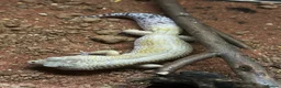 Leopard Gecko reptiles for sale: Breeding Pair of Leopard Geckos - Advert 1