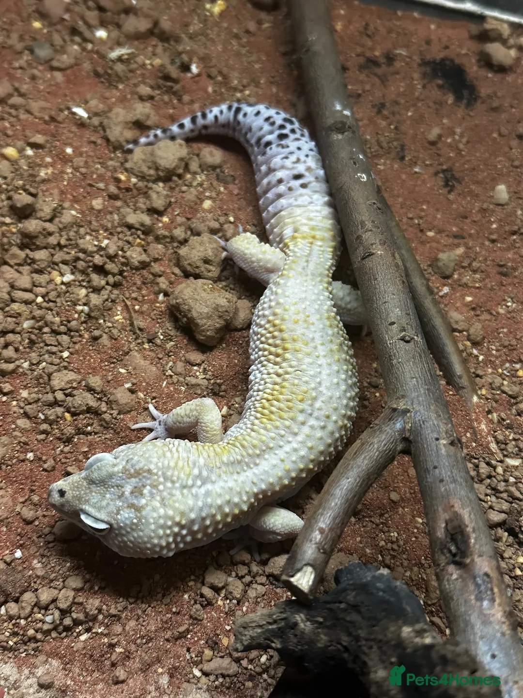 Leopard Gecko reptiles for sale: Breeding Pair of Leopard Geckos - Advert 1