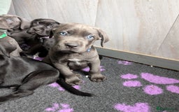 Cane Corso dogs for sale: Cane corso puppies.. - Image 3