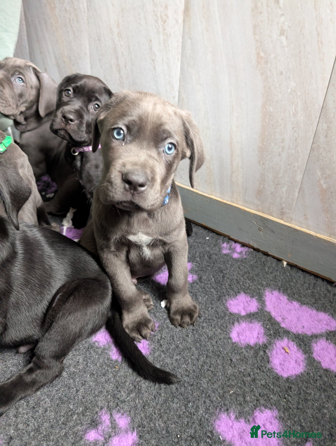 Cane Corso dogs for sale: Cane corso puppies.. - Image 3