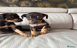 Mixed Breed dogs for sale: Mixed German Shepard ridgeback  - Image 3