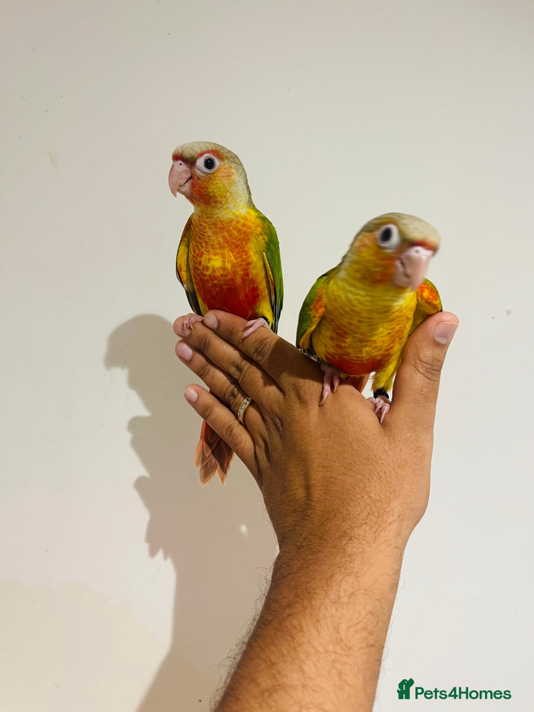 Conures birds for sale: Hand reared conures for sale  - Advert 6