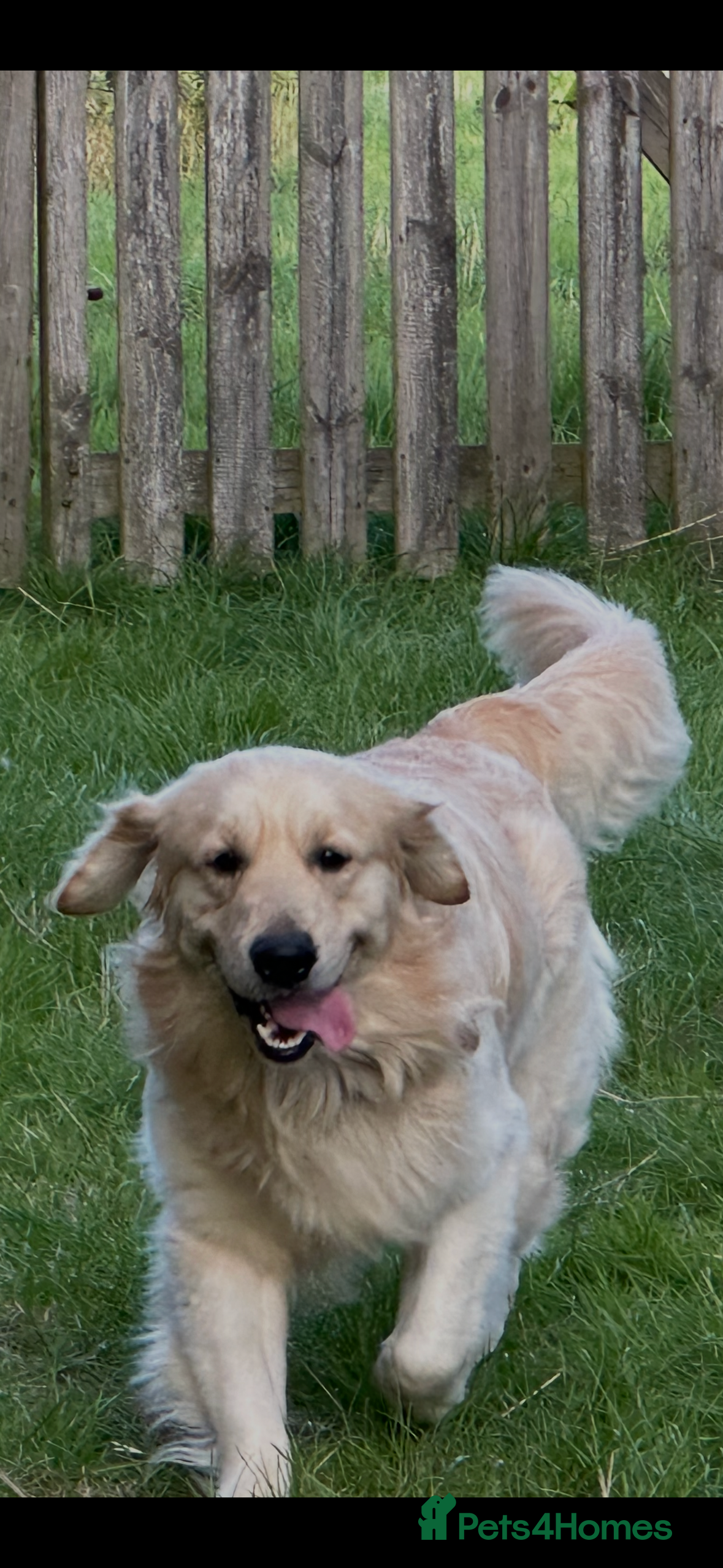 Golden Retriever dogs Golden Retriever for stud in Thirsk - Advert 1
