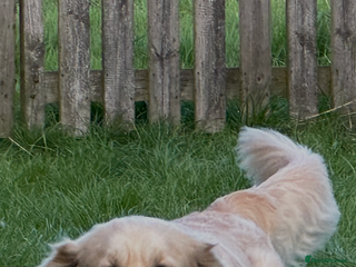 Golden Retriever dogs Golden Retriever for stud in Thirsk - Advert 2