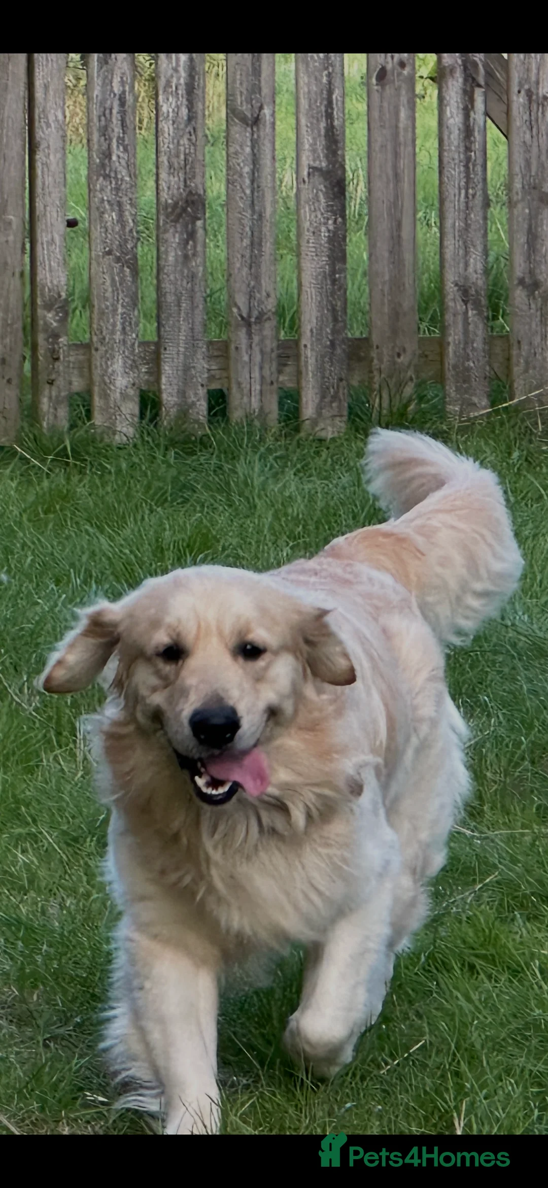 Golden Retriever dogs for stud: Golden Retriever for stud in Thirsk - Advert 1