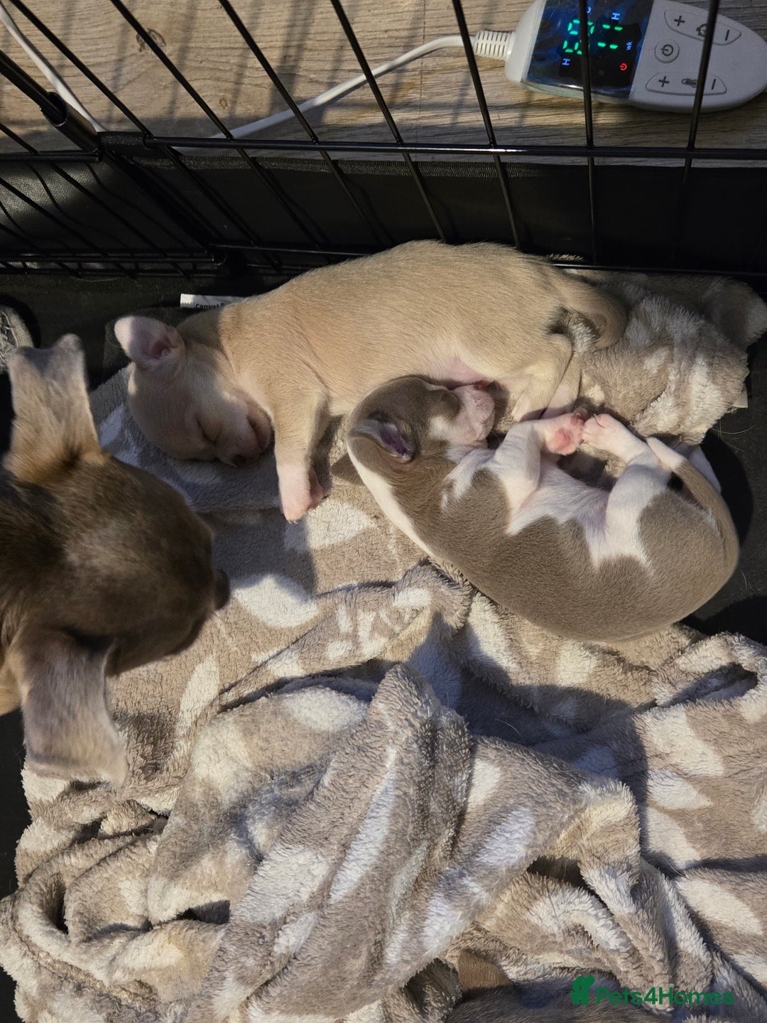 Chihuahua dogs for sale: Gorgeous Chihuahua Puppies Looking 4 Forever Homes - Image 39