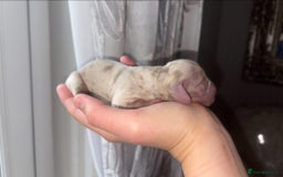 Miniature Dachshund dogs for sale: Miniature Dachshund puppy’s  - Image 5