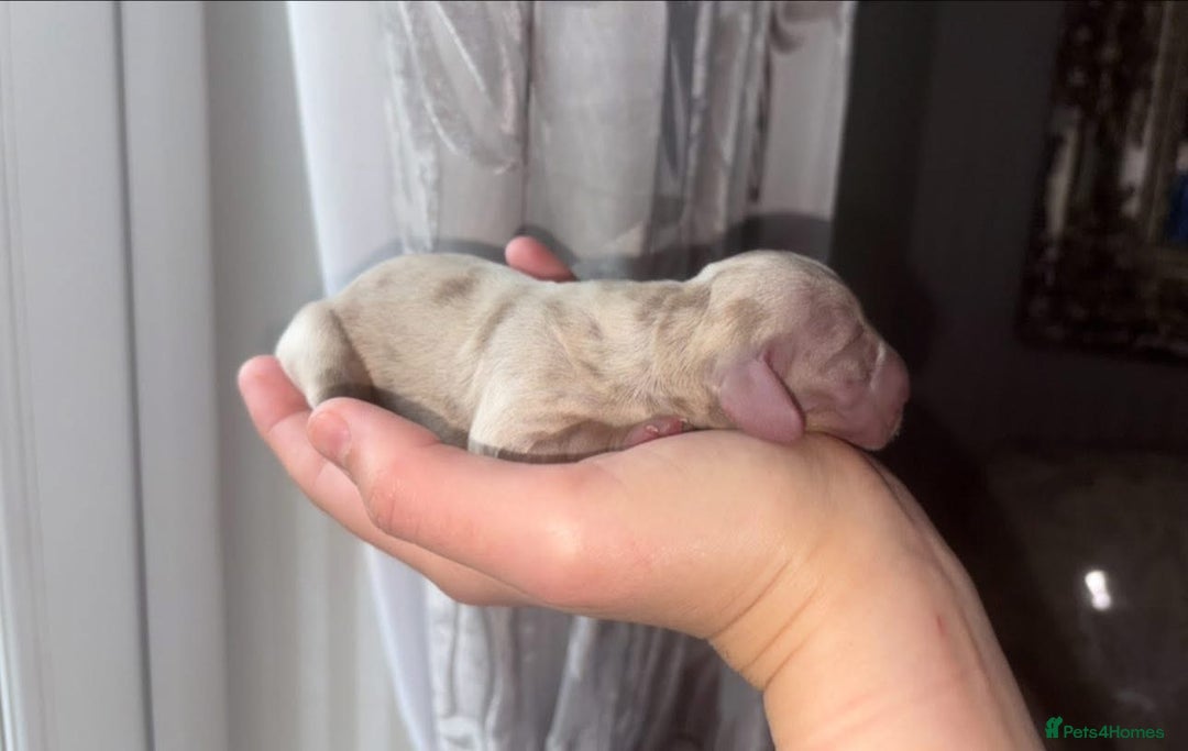 Miniature Dachshund dogs for sale: Miniature Dachshund puppy’s  - Image 5