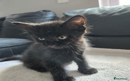 Mixed Breed cats for sale:  tabby kittens  - Image 12