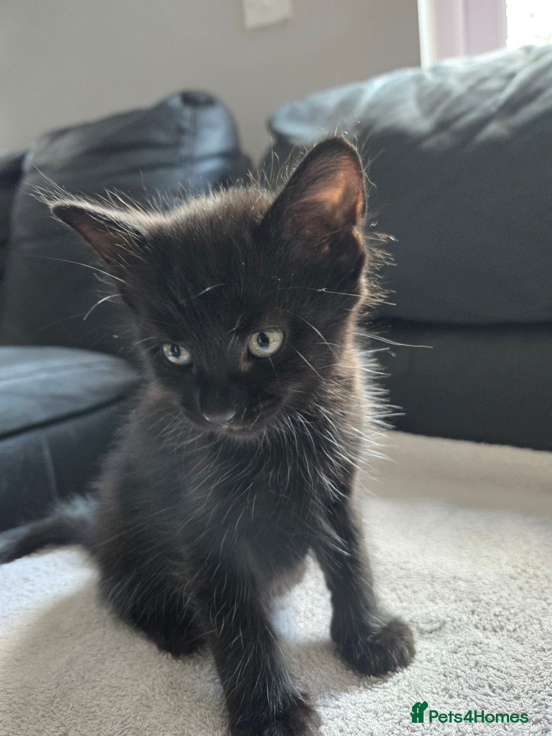 Mixed Breed cats for sale:  tabby kittens  - Image 12