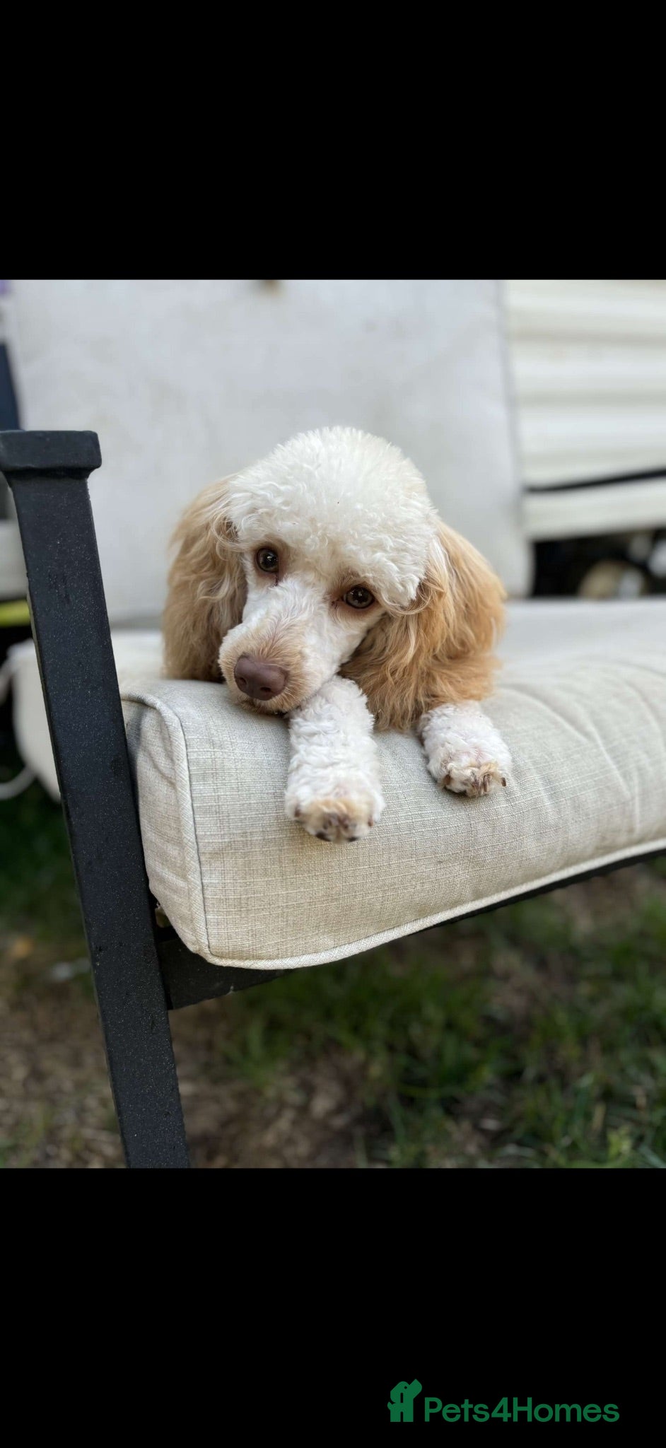 Miniature Poodle dogs Miniature poodle puppies for sale  - Advert 17