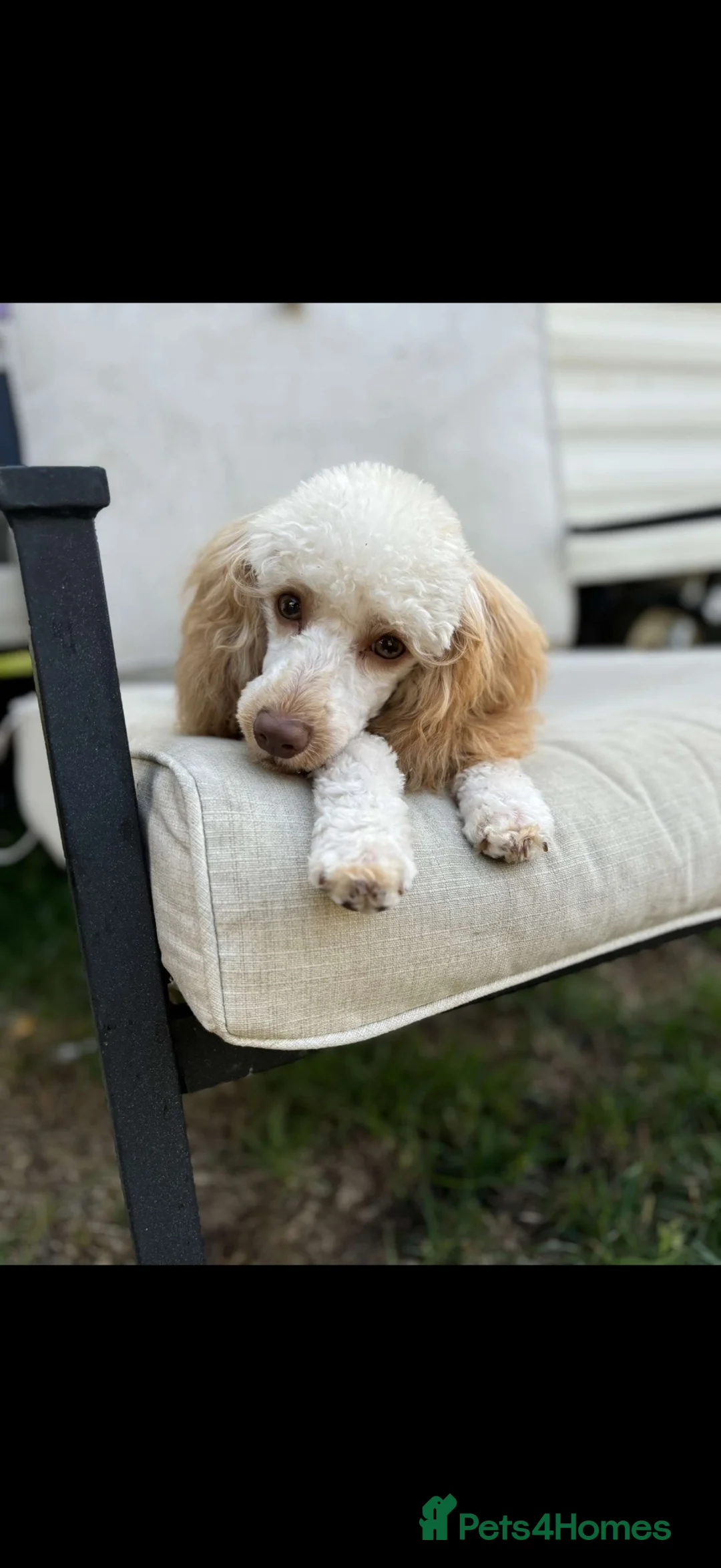 Miniature Poodle dogs for sale: Miniature poodle puppies for sale  - Advert 1
