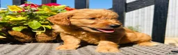 Mini Goldendoodle dogs for sale: 🧡❤️ GORGEOUS MINI GOLDENDOODLE PUPPIES ❤️🧡 - Advert 18