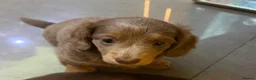 Miniature Dachshund dogs for sale: Miniature long haired dachshund puppies - Advert 3