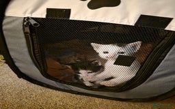 British Longhair cats for sale: 1 harlequin female and 1 British short haired  - Image 5