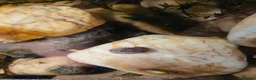 Snails fish for sale: Snails true fresh water nerite  - Advert 2