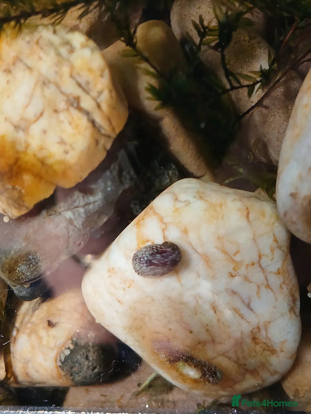 Snails fish for sale: Snails true fresh water nerite  - Advert 2
