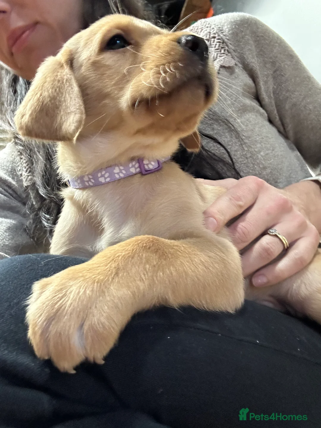 Labrador Retriever dogs for sale: Spring Labrador puppies - Advert 2