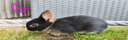 Netherland Dwarf rabbits for sale: Netherland dwarf  - Advert 10