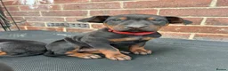 Chinese Red Dog dogs for sale: BEAUIFUL CHINESE RED DOG PUPS - Advert 4