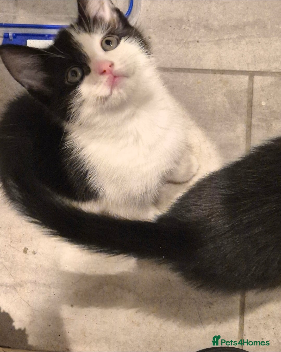 Mixed Breed cats Adorable little girl needing a new home - Advert 2