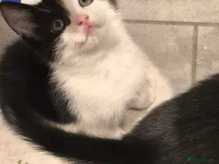 Mixed Breed cats Adorable little girl needing a new home - Advert 2