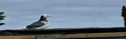 Pigeons birds for sale: White Tumbler baby pigeon for sale - Advert 12