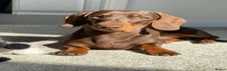 Miniature Dachshund dogs for sale: Beautiful KC Chocolate and Tan Mini Dachshunds - Advert 8