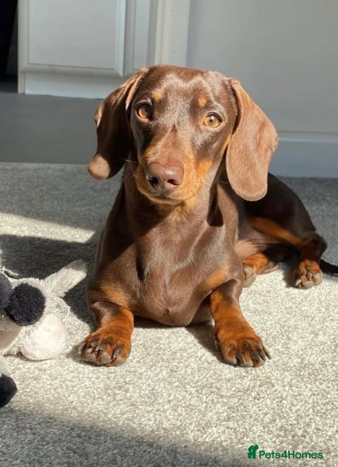 Miniature Dachshund dogs for sale: Beautiful KC Chocolate and Tan Mini Dachshunds - Advert 8