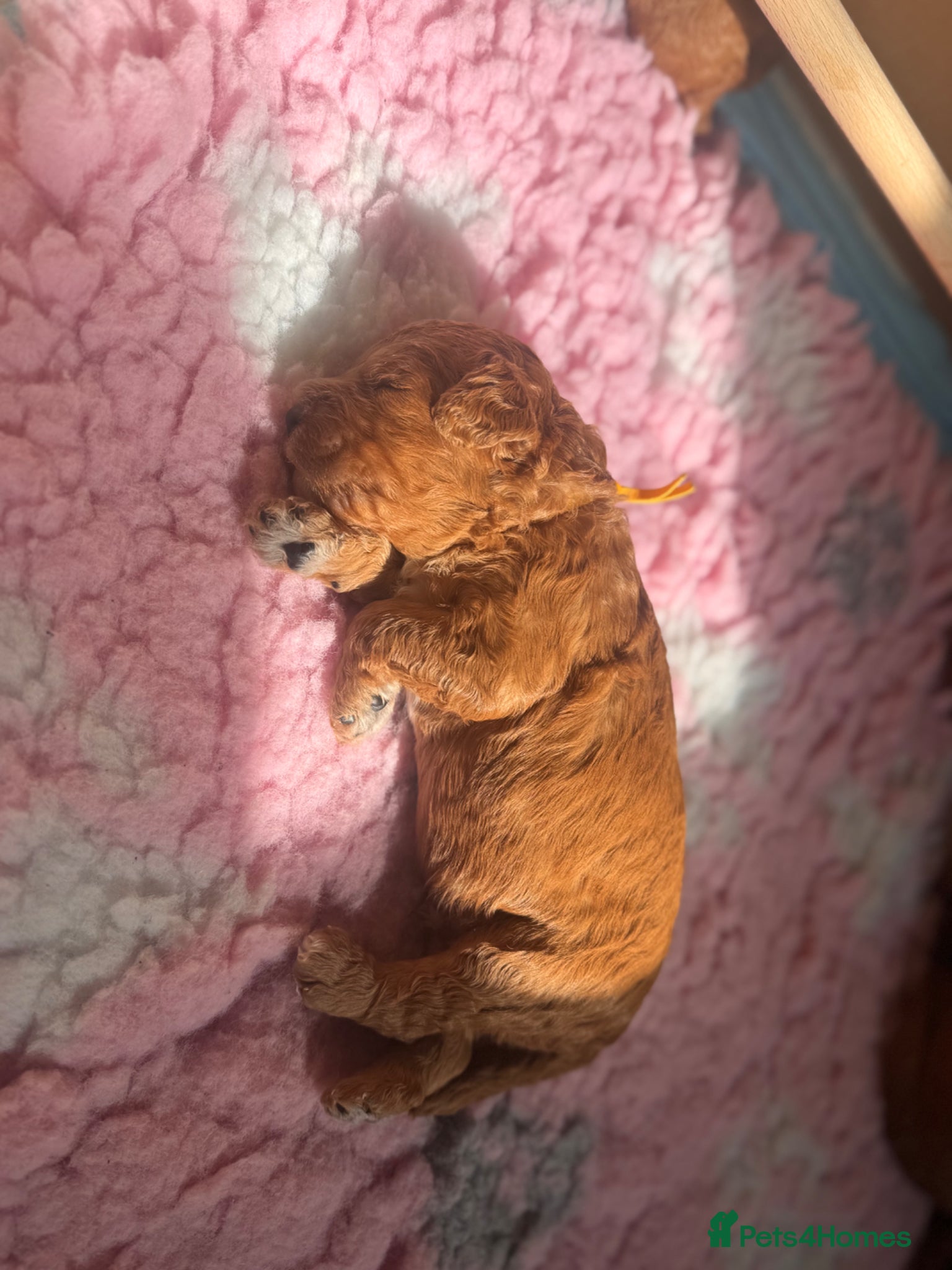 Cavapoo dogs Cavapoo puppies  - Advert 9