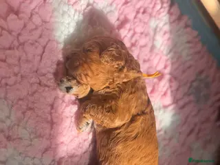 Cavapoo dogs Cavapoo puppies - Advert 9