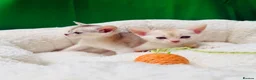 Abyssinian cats for sale: 🌟 CHAMPION LINES SILVER BLACK & SILVER CINNAMON  - Advert 13