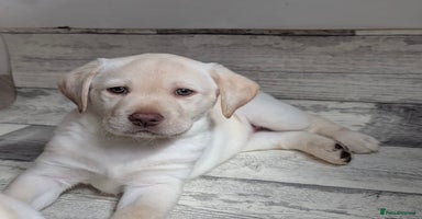 Labrador Retriever dogs - Advert 4