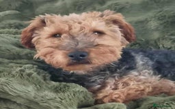 Welsh Terrier dogs for adoption: Sweet Evie looking for LOVE - Image 12