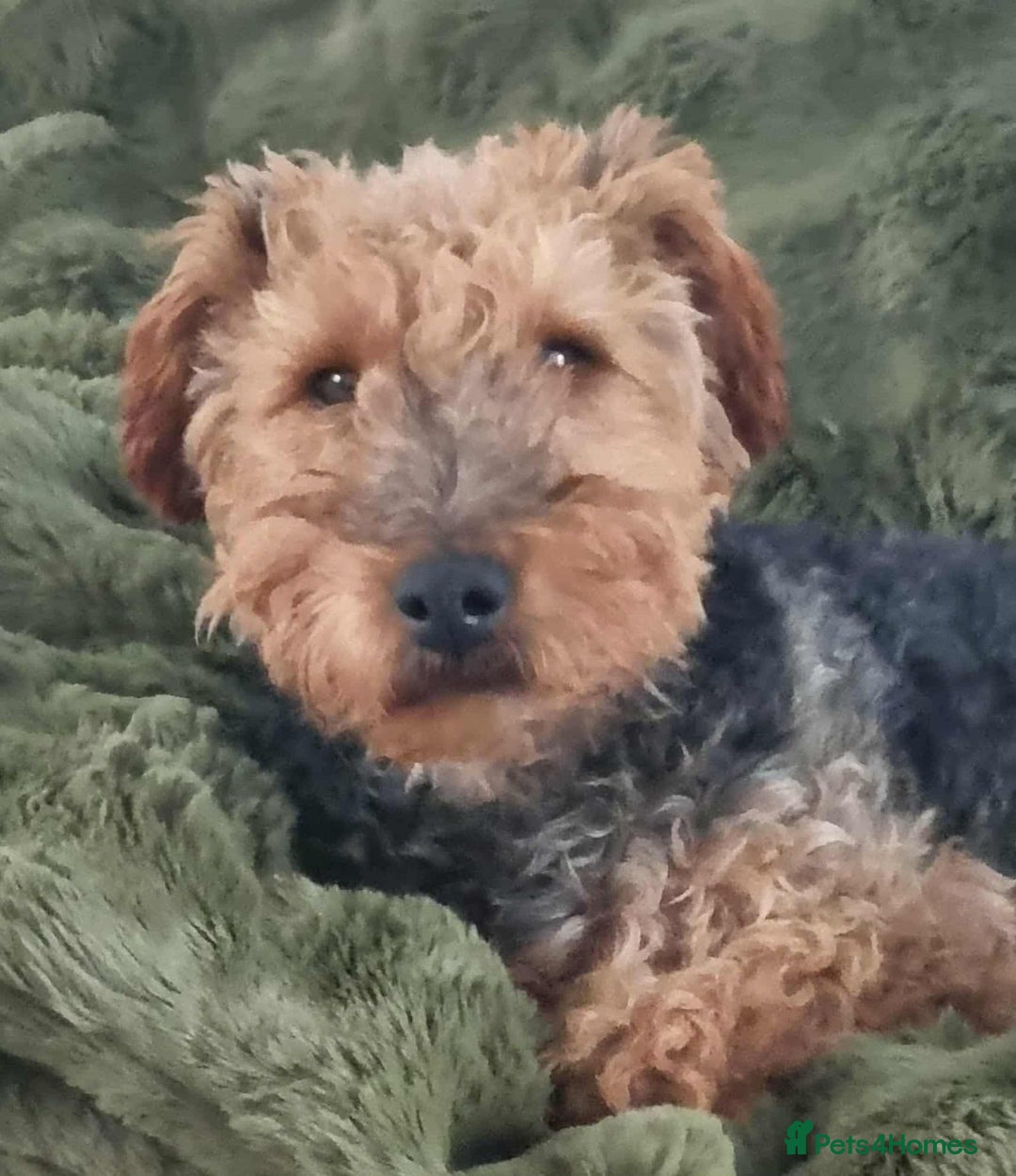 Welsh Terrier dogs for adoption: Sweet Evie looking for LOVE - Image 12