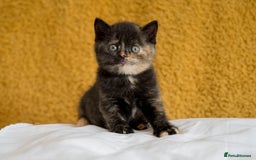 British Shorthair cats for sale: Stunning British Shorthair kittens - rare colours - Image 18