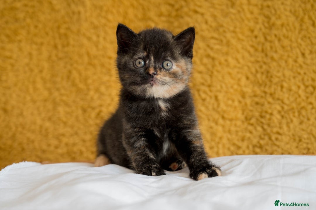 British Shorthair cats for sale: Stunning British Shorthair kittens - rare colours - Image 18