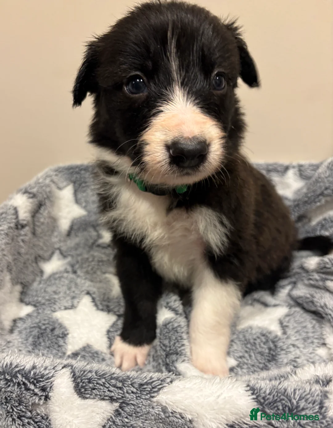 Border Collie dogs for sale: ⭐️ Border Collie Puppies ⭐️ - Advert 8