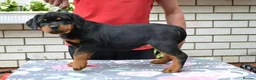 Rottweiler dogs for sale: jahxs saspdm Rottweiler pups for sale in Brighouse - Advert 5