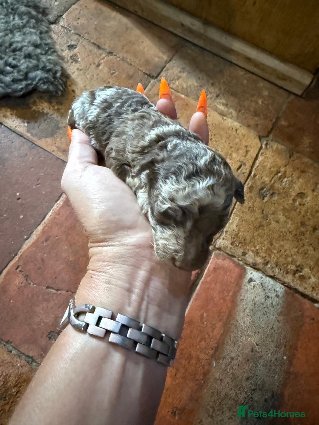 Toy Poodle dogs for sale: Pedigree Toy Poodle puppies, DNA tested parents - Image 1