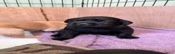 Labrador Retriever dogs for sale: Labrador puppies in Braintree - Advert 4