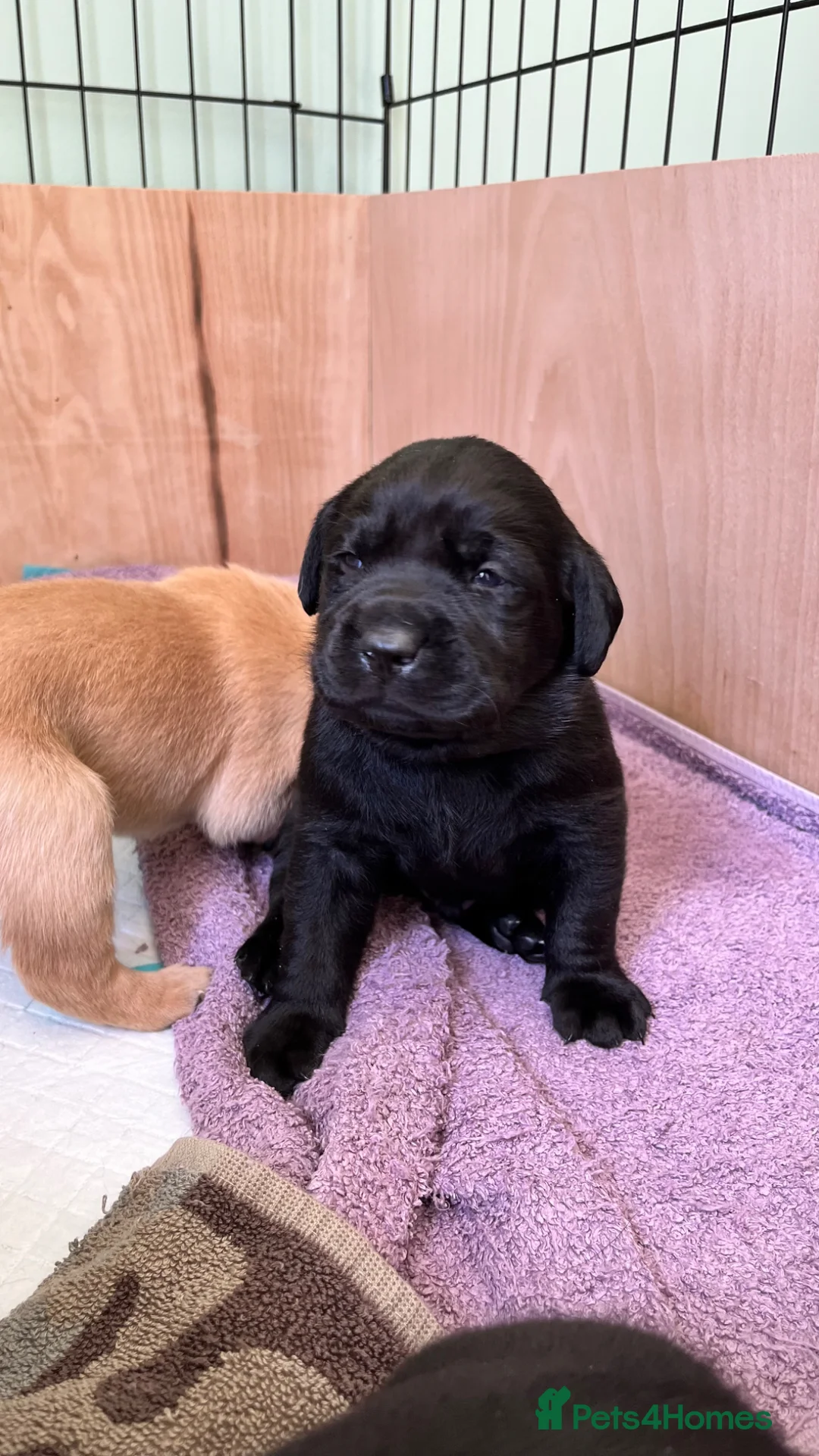Labrador Retriever dogs for sale: 2 gorgeous black boys available  - Advert 38